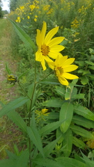 Helianthus giganteus