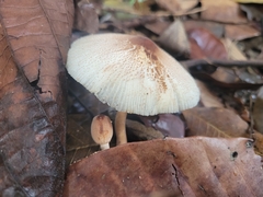 Leucoagaricus