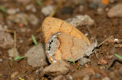 Cyllopsis pertepida