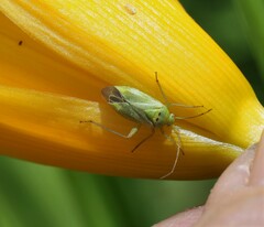 Closterotomus norwegicus
