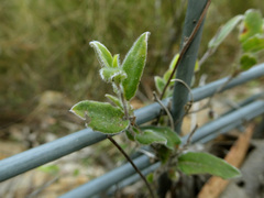 Marianthus bignoniaceus