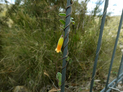 Marianthus bignoniaceus