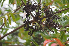 Toxicodendron succedaneum