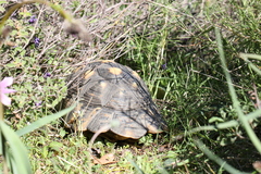 Testudo marginata