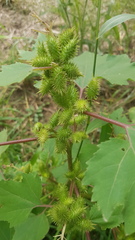 Xanthium strumarium canadense