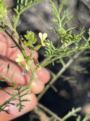 Carrichtera annua