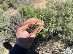 Carrichtera annua
