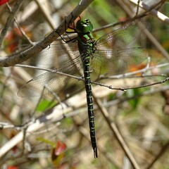 Coryphaeschna ingens