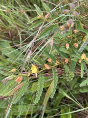 Chamaecrista mimosoides