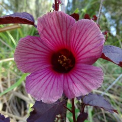 Hibiscus acetosella