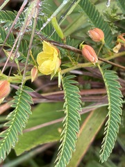 Chamaecrista mimosoides