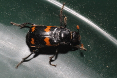 Nicrophorus sayi