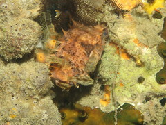 Cyclichthys orbicularis