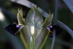 Iris tuberosa