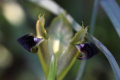 Iris tuberosa