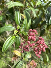 Miconia