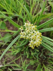 Xysmalobium involucratum
