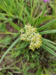 Xysmalobium involucratum