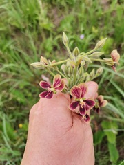 Pelargonium schlechteri