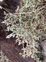 Selaginella dregei