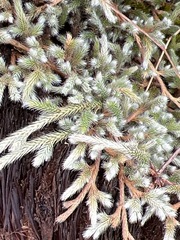 Selaginella dregei