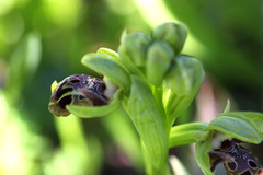 Ophrys umbilicata attica