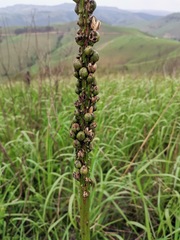 Kniphofia northiae