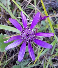 Senecio speciosus