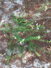 Conradina grandiflora