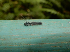 Chrysaeglia magnifica