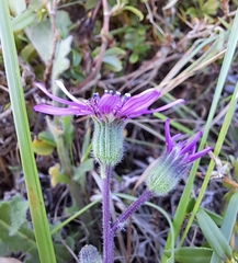 Senecio speciosus