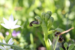 Ophrys umbilicata attica