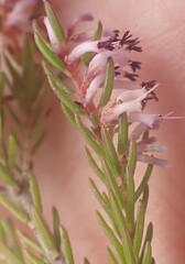 Erica uberiflora