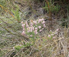 Erica uberiflora