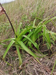 Kniphofia northiae