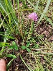 Trifolium burchellianum