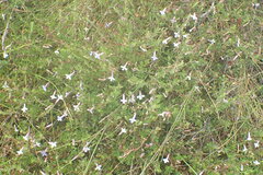 Lobelia neglecta