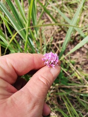 Trifolium burchellianum