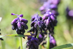 Muscari commutatum