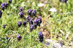 Muscari commutatum