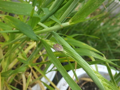Dolycoris