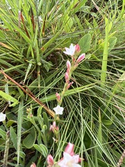 Oxygonum dregeanum