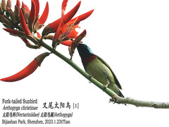 Aethopyga christinae