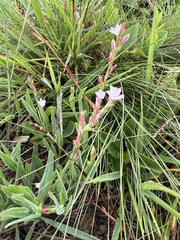 Oxygonum dregeanum