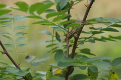 Patanga japonica