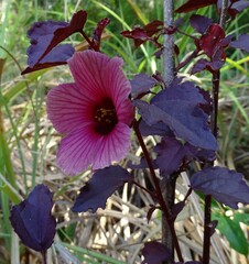 Hibiscus acetosella