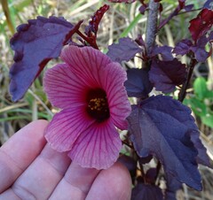 Hibiscus acetosella