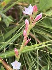 Oxygonum dregeanum