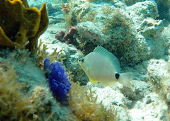 Hypoplectrus unicolor