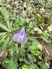 Mazus fauriei